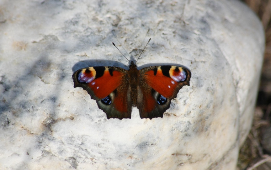 Ninfalidi e Ninfalidi satiridi